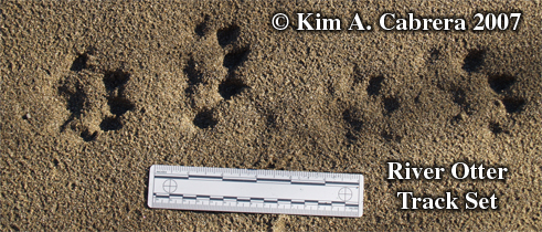 River otter track pattern. Photo copyright by
                    Kim A. Cabrera.