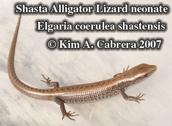 Shasta alligator lizard. Photo © Kim A.
                      Cabrera 2007
