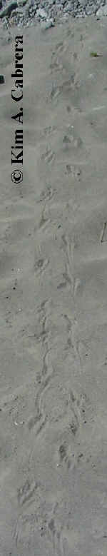 Toad tracks in sand. Photo by Kim A. Cabrera
                  2002.