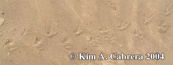 toad tracks.
                    Photo copyright by Kim A. Cabrera 2004.