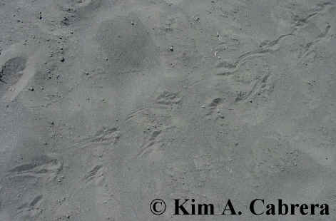 Toad trail in sand. Photo by Kim A. Cabrera
                    2002.