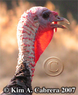 Gobbler with snood extended. Photo copyright by
                    Kim A. Cabrera. 2007