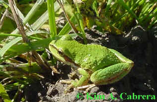 tree frog
                      in grass. Photo by Kim A. Cabrera 2002.