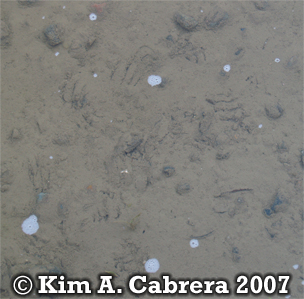 Treefrog tracks underwater. Copyright Kim A.
                    Cabrera 2007.