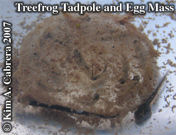 Tadpole and egg mass rescued from a drying
                      puddle. Photo copyright by Kim A. Cabrera 2007.