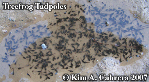 Tadpoles in a drying puddle. Photo copyright
                      by Kim A. Cabrera 2007.