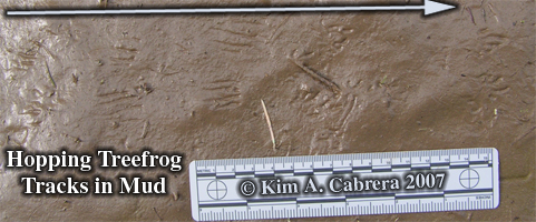 Treefrog tracks in mud. Photo copyright by
                      Kim A. Cabrera. 