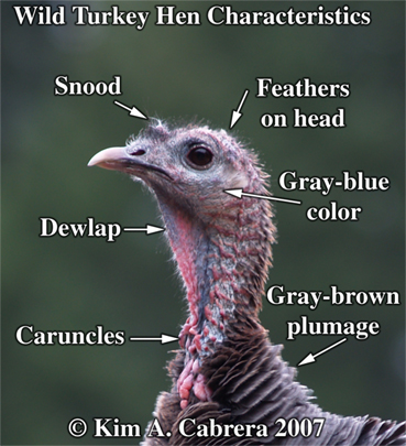 Wild turkey
                  hen identifiers. Photo copyright by Kim A. Cabrera
                  2007.