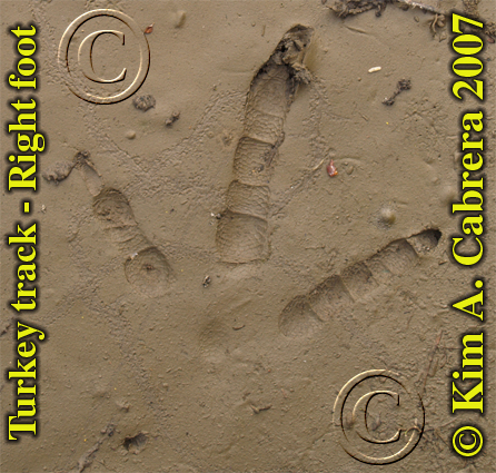 Wild
                    turkey track in mud. Photo by Kim A. Cabrera 2007.