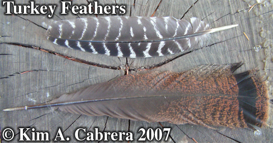 Two
                  turkey feathers. Photo copyright by Kim A. Cabrera.
                  2007