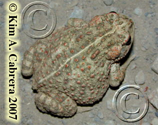 western toad
                    photo by Kim Cabrera 2007.