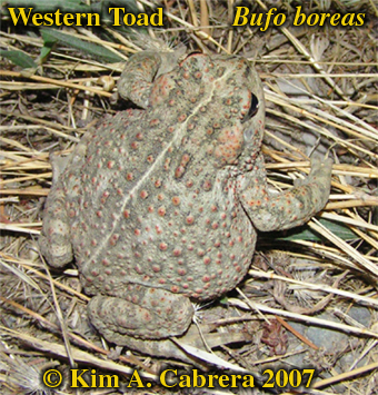 Western
                    toad. Bufo boreas. Photo © Kim A. Cabrera 2007