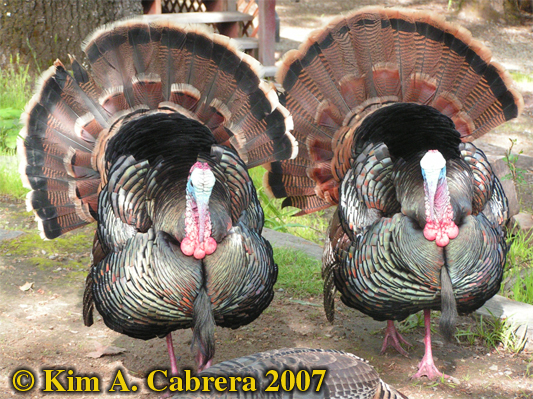Pair
                      of turkeys. Photo by Kim A. Cabrera. 2007.