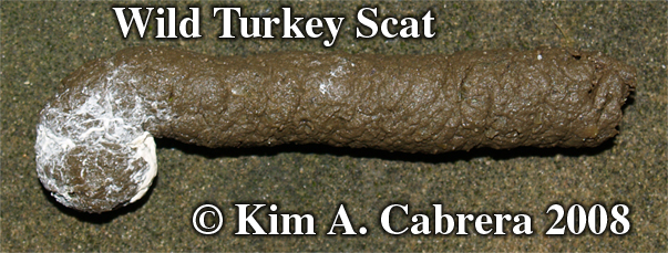 Wild
                      turkey scat. Photo copyright by Kim A. Cabrera
                      2008.
