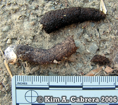Wild
                      turkey scat. Photo copyright by Kim A. Cabrera
                      2006.