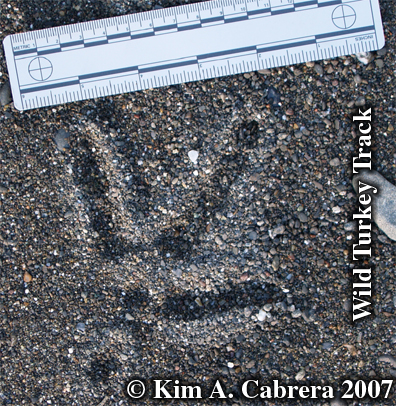 wild turkey track. Photo  Kim A. Cabrera
                      2007