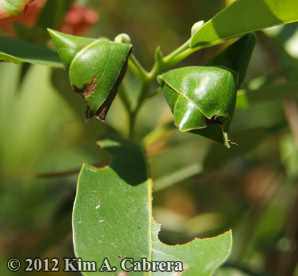 leaf roller sign on
                  California bay tree