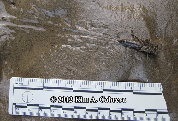 stonefly making tracks