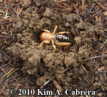 Jerusalem cricket in its hibernaculum