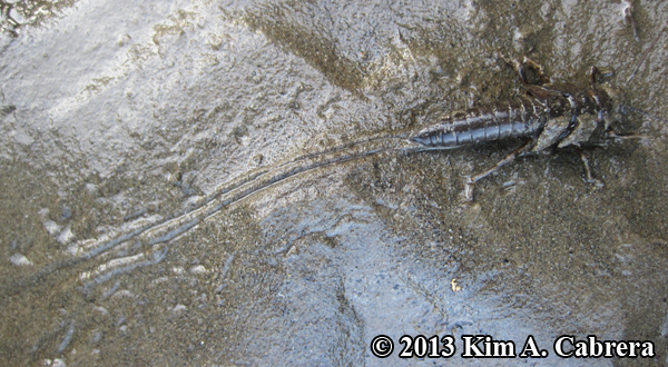 stonefly making
                  tracks