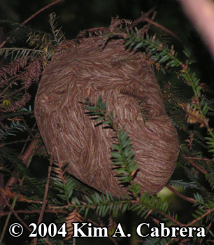 bald faced hornet nest