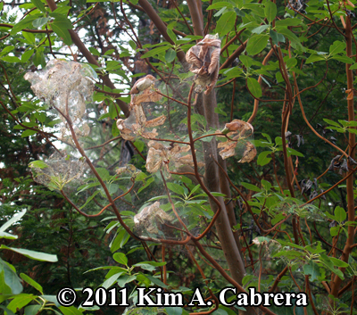 tent caterpillar tent on madrone tree