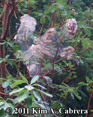 tent caterpillar tent