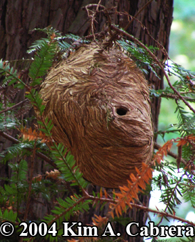 bald faced hornet nest