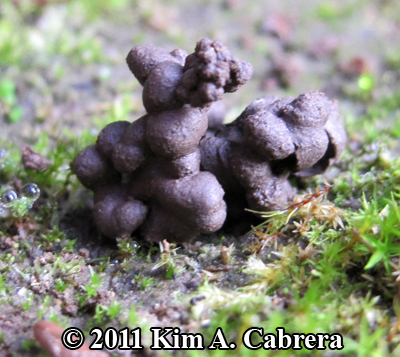 earthworm castings