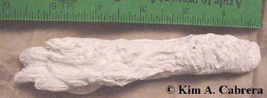 Jackrabbit hind
                      foot cast.