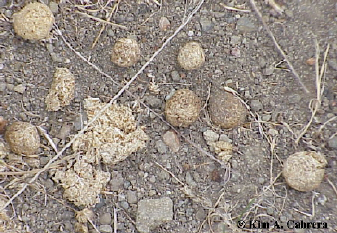 Black-tailed
                      jackrabbit scat.