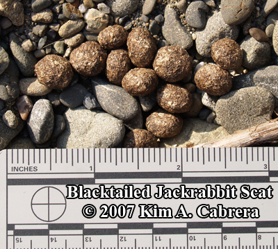 blacktailed jackrabbit scats