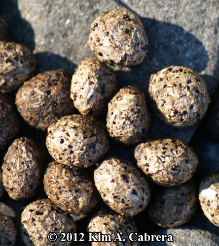 jackrabbit scat close up