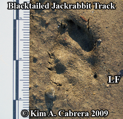 blacktailed jackrabbit footprint. Photo
                    copyright Kim A. Cabrera 2009.