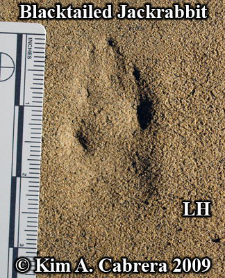  Jackrabbit track left hind foot. Photo
                    copyright Kim A. Cabrera 2009.
