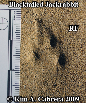 Jackrabbit track right front foot. Photo
                    copyright Kim A. Cabrera 2009.