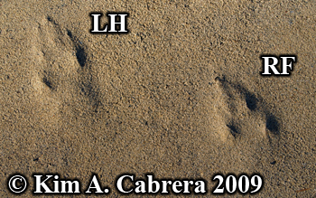 jackrabbit track pair. Photo copyright Kim A.
                    Cabrera 2009.