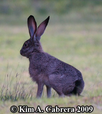 Blacktailed jackrabbit. Photo copyright Kim A.
                    Cabrera 2009.