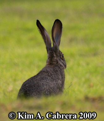 Blacktailed jackrabbit. Photo copyright Kim A.
                    Cabrera 2009.