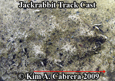 jackrabbit track cast. Photo copyright Kim A.
                    Cabrera 2009.