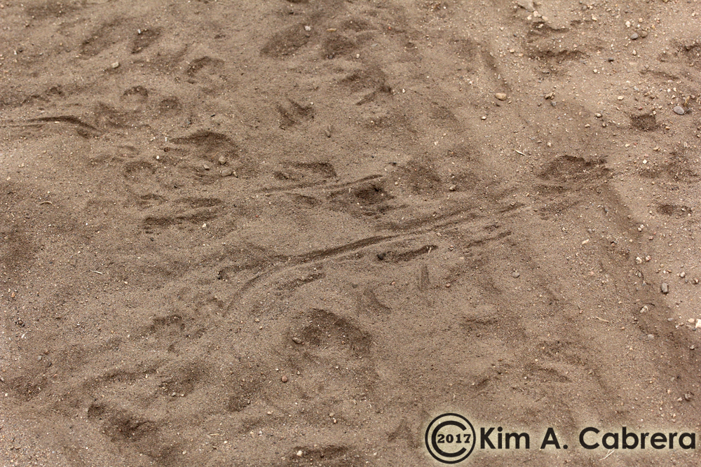 kangaroo rat tracks in desert
