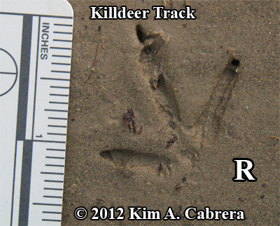 killdeer track right foot