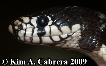 kingsnake
