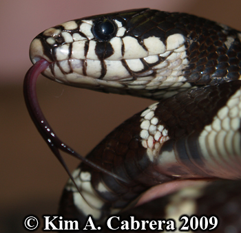 kingsnake