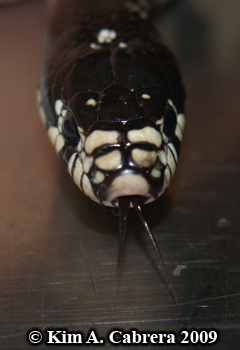 kingsnake
