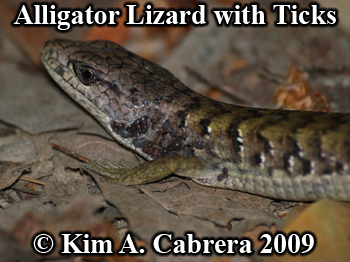 aligator lizard with ticks