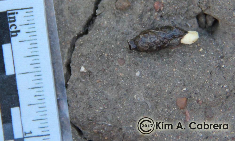 lizard
                  scat