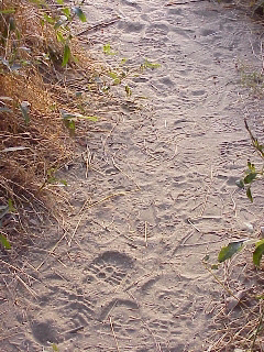 Many human tracks on a trail at Walker Creek
                    Ranch, Petaluma, CA.