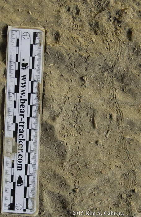millipede tracks