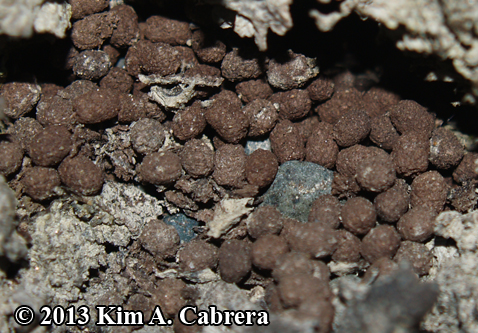 millipede latrine